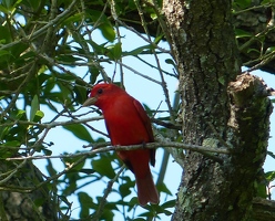 Summer Tanager